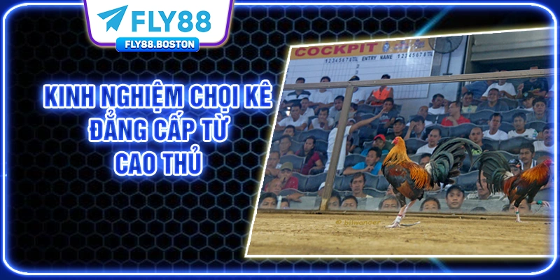 Kinh nghiệm chọi kê đỉnh cấp từ cao thủ