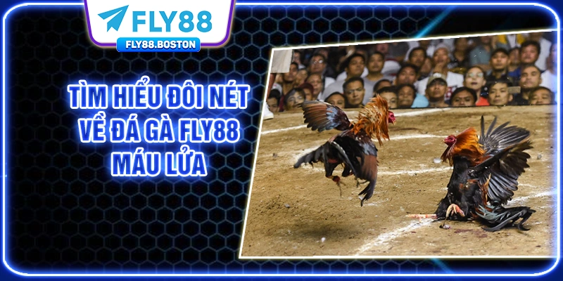 Tìm hiểu đôi nét về đá gà FLY88 máu lửa